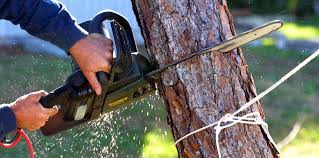 Best Emergency Tree Removal  in Nanuet, NY