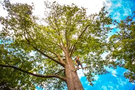 Best Commercial Tree Services  in Nanuet, NY