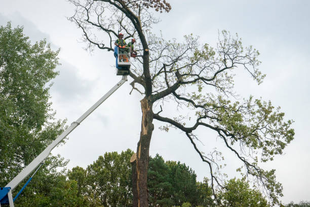 Best Utility Line Clearance  in Nanuet, NY