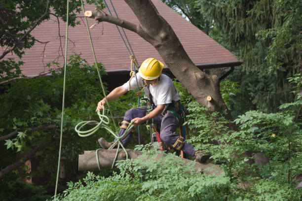 Best Palm Tree Trimming  in Nanuet, NY