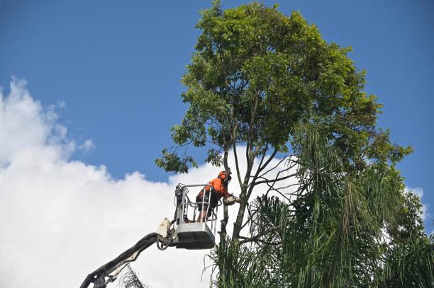 Best Seasonal Cleanup (Spring/Fall)  in Nanuet, NY