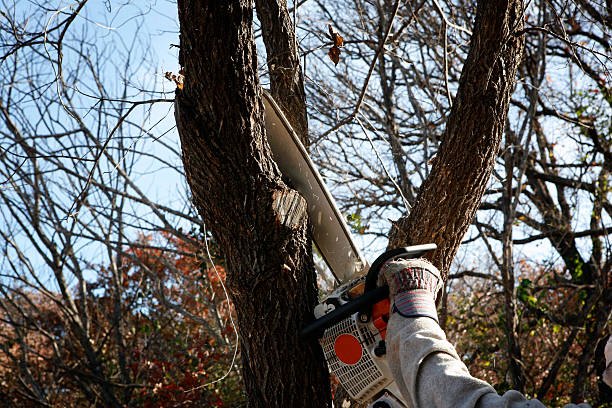 Best Tree and Shrub Care  in Nanuet, NY