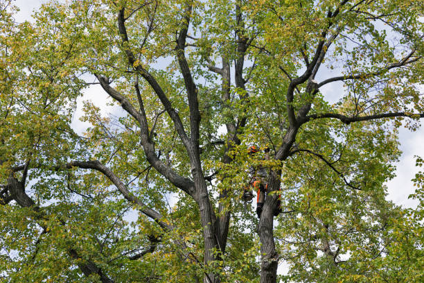 Best Tree Removal  in Nanuet, NY